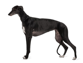 Obraz premium Greyhound dog, standing in front of white background