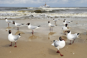 M&ouml;wen Meer Strand und Schiff