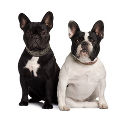 Two French Bulldogs, sitting in front of white background
