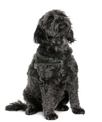Poodle, 4 years old, sitting in front of white background