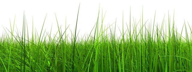 Obraz premium High resolution 3d green grass isolated on a white