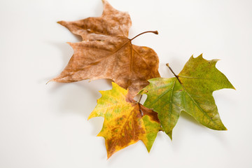 Herbst,Ahornblaetter auf weiss