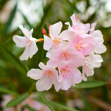 pink bush flowers on a green leaves background
