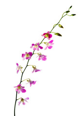 Blooming violet orchids flower isolated on white background