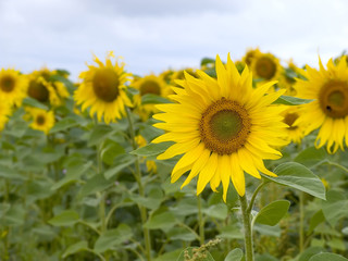 Sunflowers