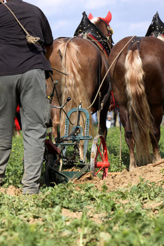 Pfl&uuml;gendes Pferd