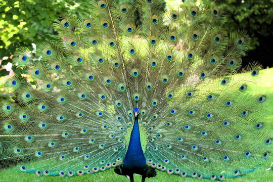 Fototapeta royal peacock