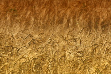 Wheat field in summer