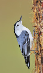 White-breasted Nuthatch