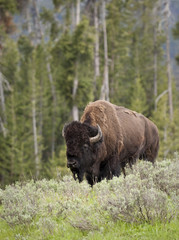 Bison