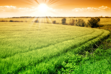 Field of green fresh grain and sunny sky