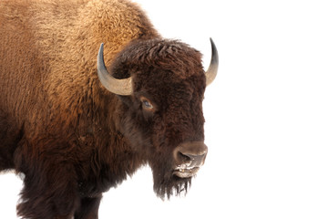 American Buffalo