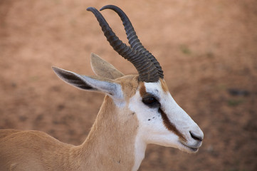 Springbok in the Kalahari desert