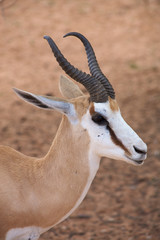 Springbok in the Kalahari desert