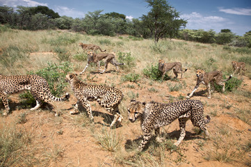 cheetah in Harnas