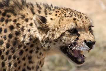 cheetah in Harnas