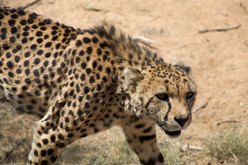 cheetah in Harnas