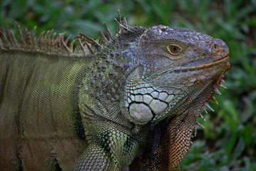 Iguana in Indonesia