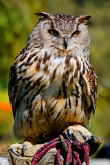 Eurasian Eagle Owl