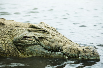 Crocodile