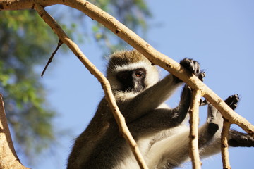 Monkey on tree