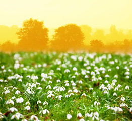 Fototapeta premium Spring flowers