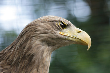 head of eagle