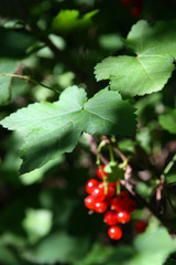 red currant berry in dark