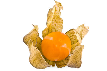 Physalis alkekengi winter cherry