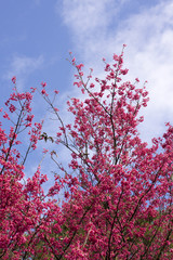 Single peach flower