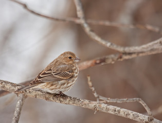 House Finch (Carpodacus mexicanus)