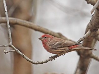 House Finch (Carpodacus mexicanus)