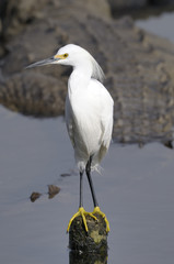 snowy egret, egretta thula