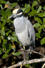 Obraz premium nycticorax violaceus, yellow-crowned night heron