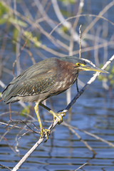 green heron,  butorides virescens