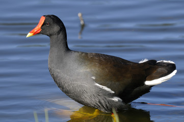 common moorhen,  gallinula chloropus