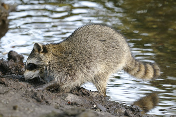 procyon lotor, raccoon