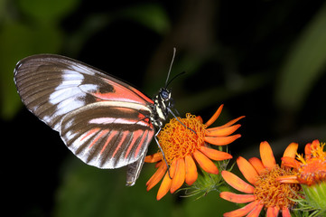 piano key, heliconius melpomene