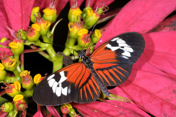 piano key, heliconius melpomene