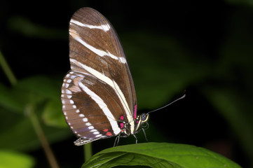 heliconius charithonia, zebra heliconian