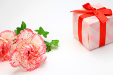 carnation and present