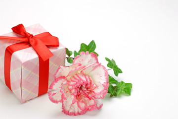 carnation and present
