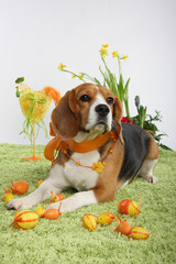 Ostern