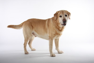 Labrador