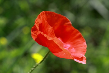 Papaver