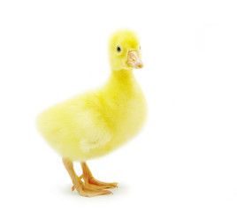 gosling