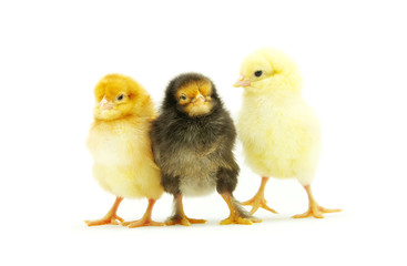 little chicken