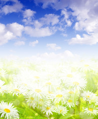 daisies and blue sky