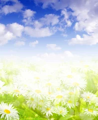 Wall murals Daisies daisies and blue sky