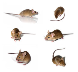 mice collection